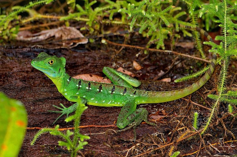 Frontal lobe basilisk