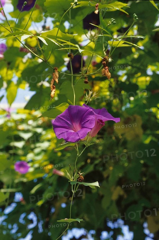 Oceanblue morning glory