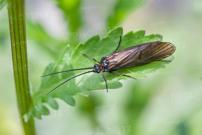 Caddis fly