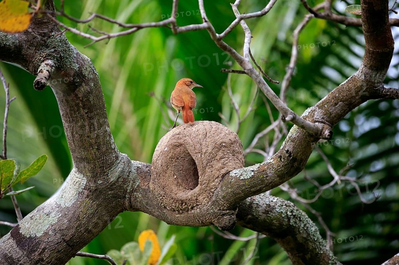 Red-throated Hornbill