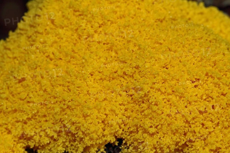 Yellow tan