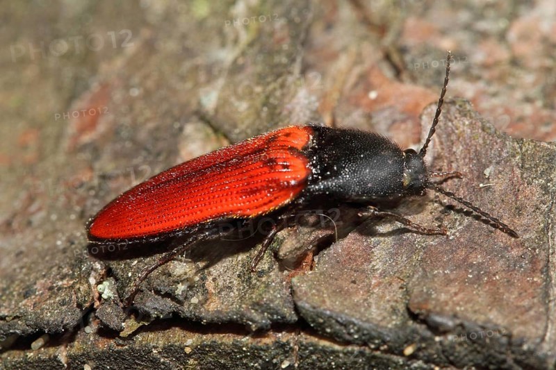 Blood red click beetle
