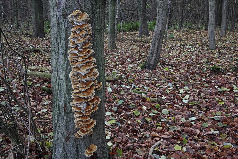 Alder schillerporling