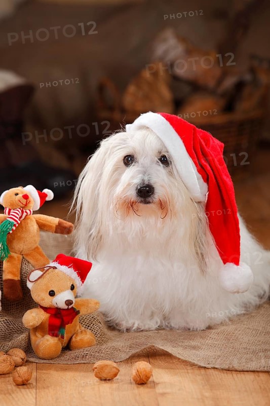 Coton de Tulear