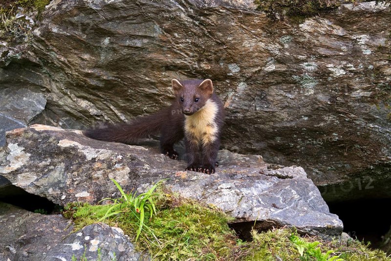 Pine Marten