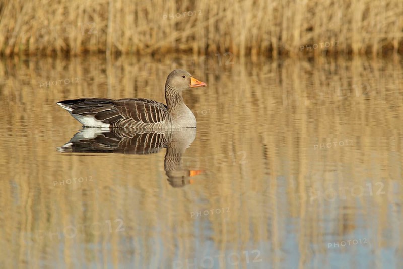 Greylag goose