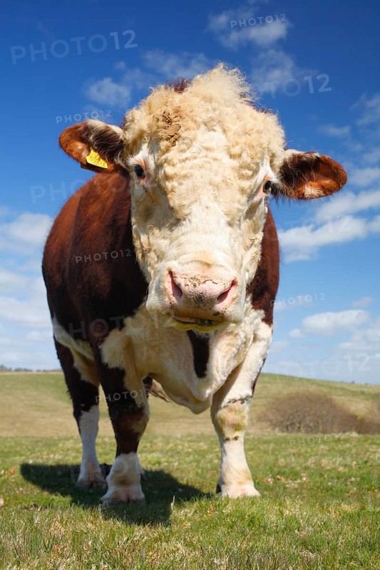 Domestic cattle