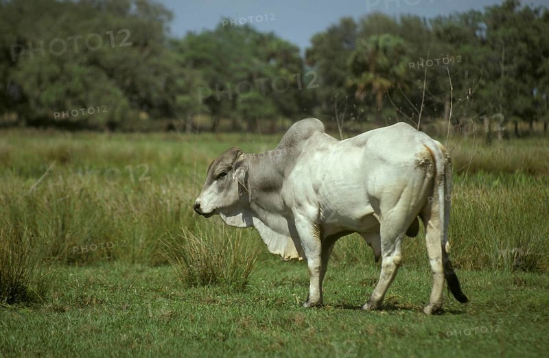 Braham Bull