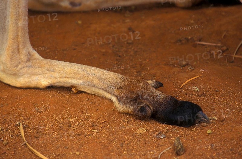 Red kangaroo