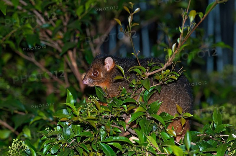 Common ringtail possum