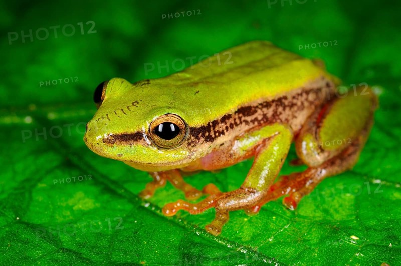 Reed Frog