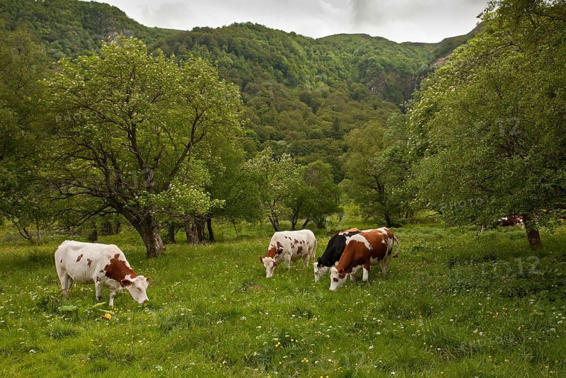 Domestic cattle