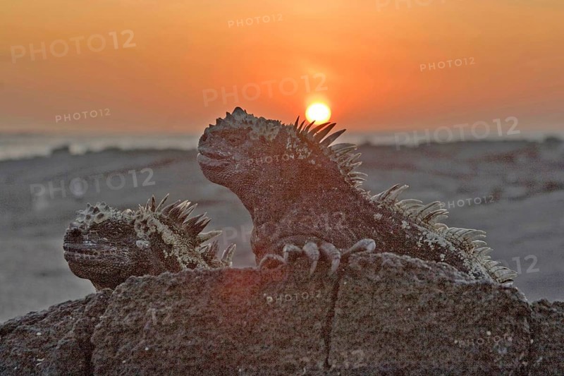Marine Iguana