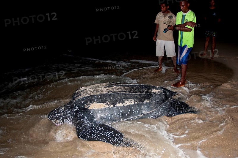 Leatherback sea turtle