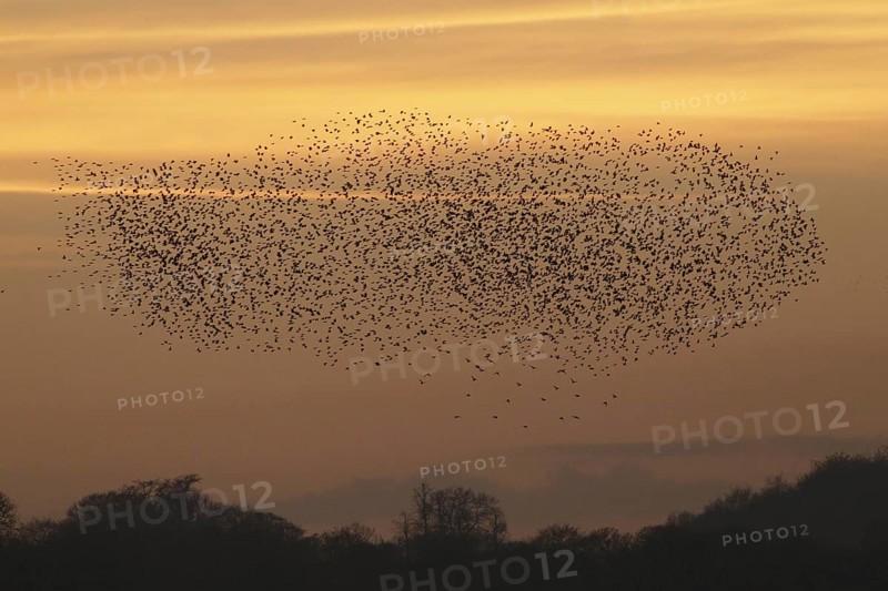 Common common starling