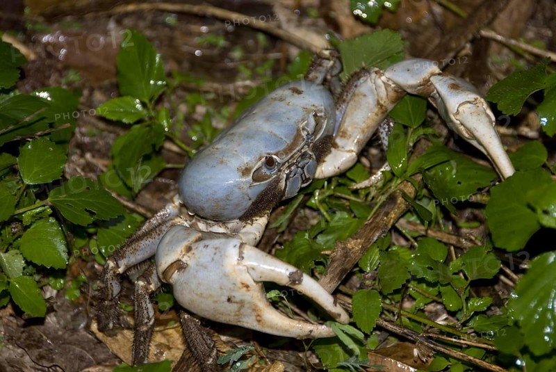 Land Crab
