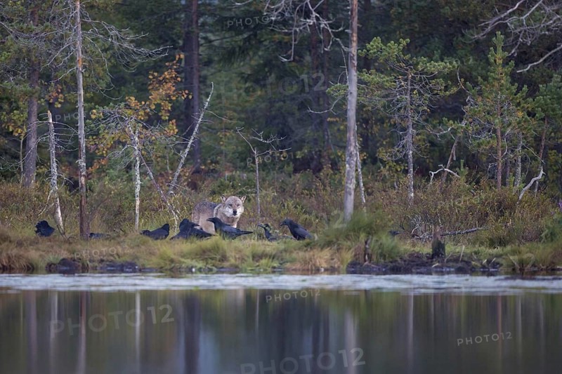 European gray wolf