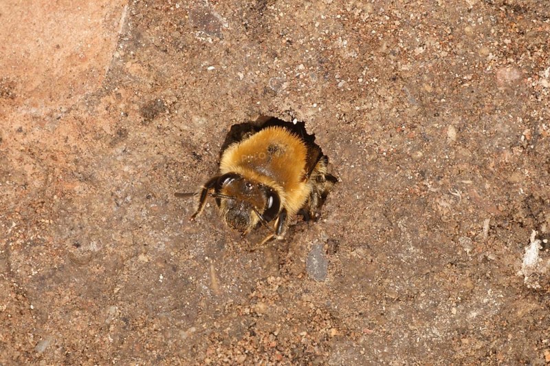 Ivy Bee