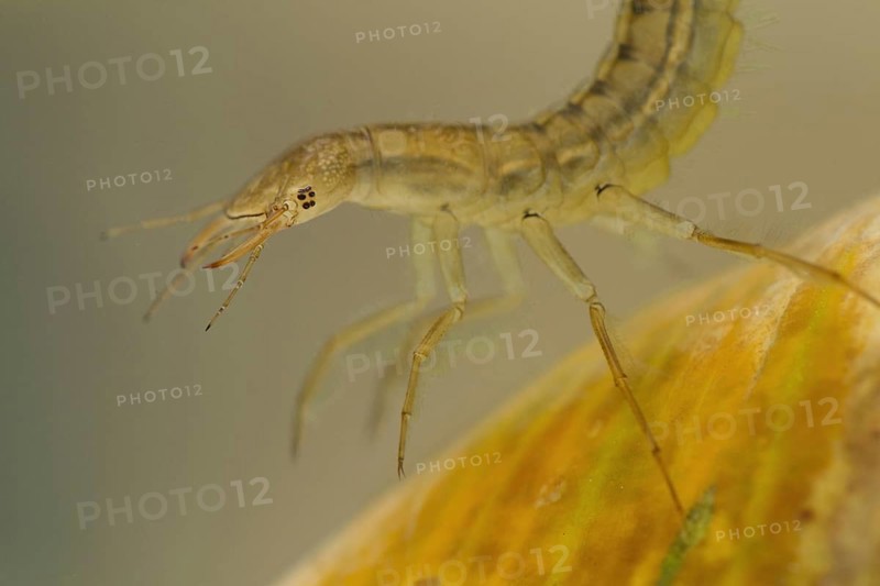 Great diving beetle