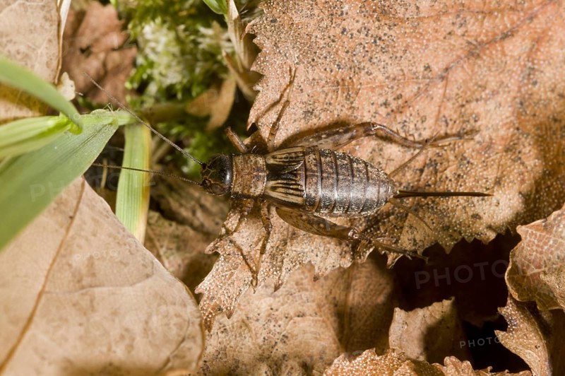 Wood cricket