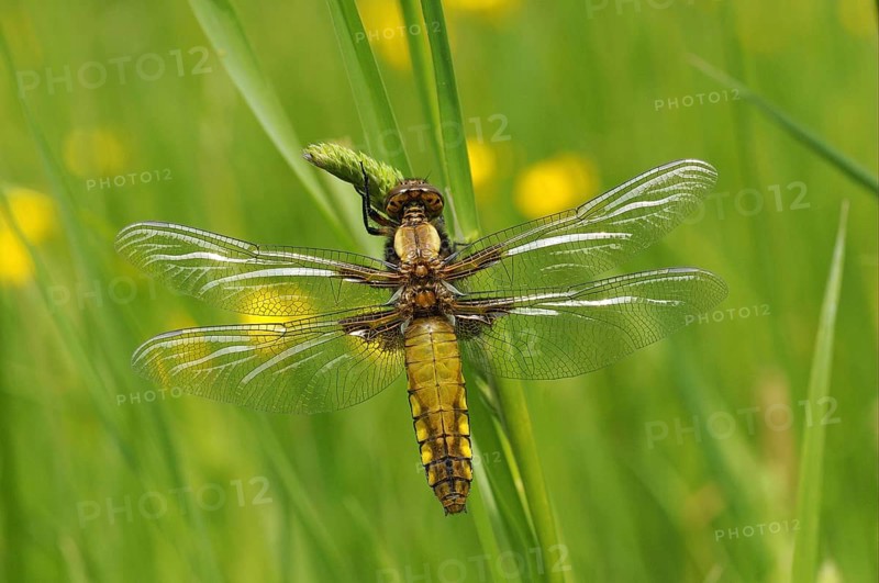 Broad-bodied Chaser adult