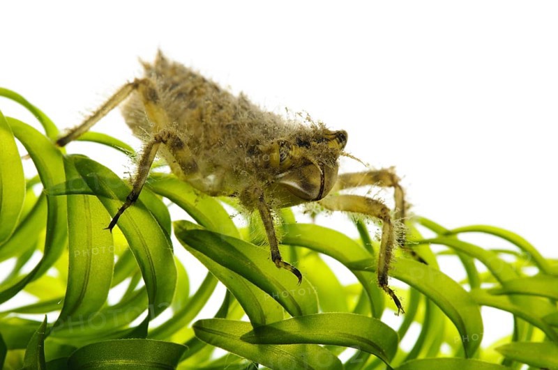 Broad-legged chaser nymph