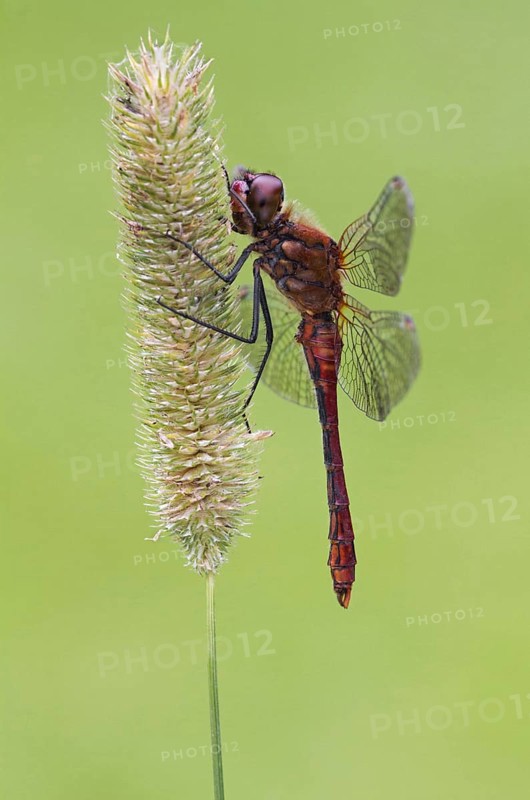 Blood Red Darter