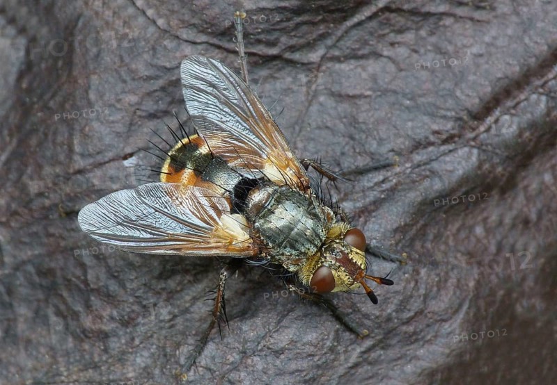 Tachinid Fly