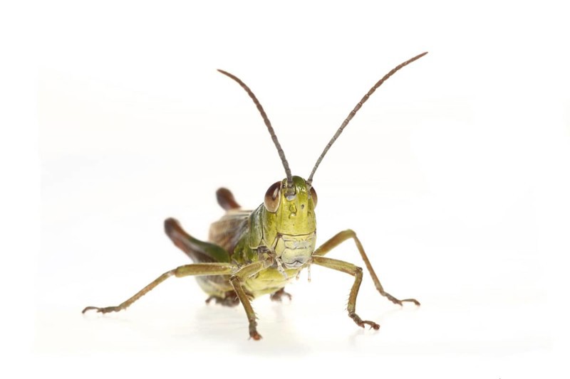 Meadow grasshopper