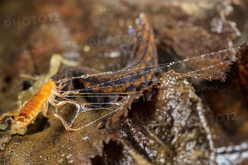 Adult New Zealand velvet worm