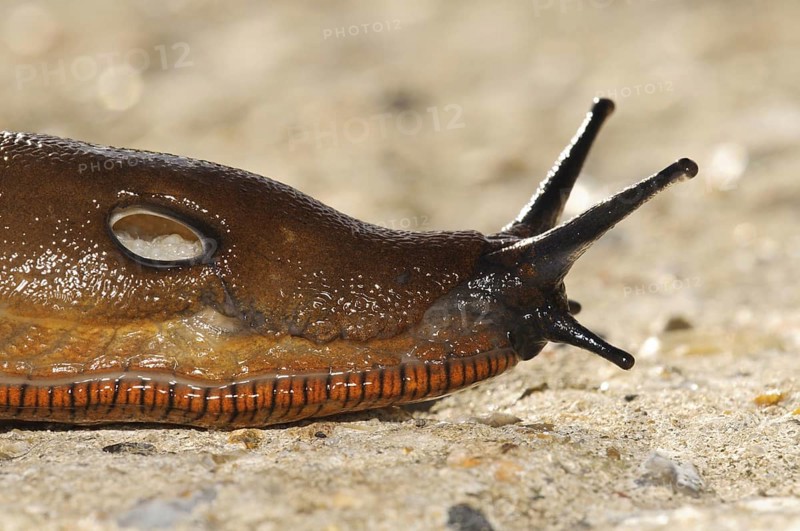 Red Slug
