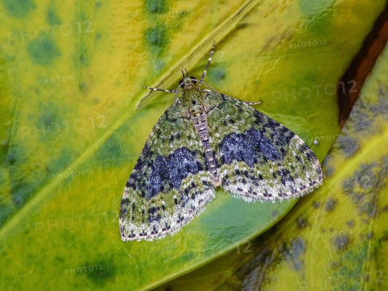 Yellow-barred Brindle