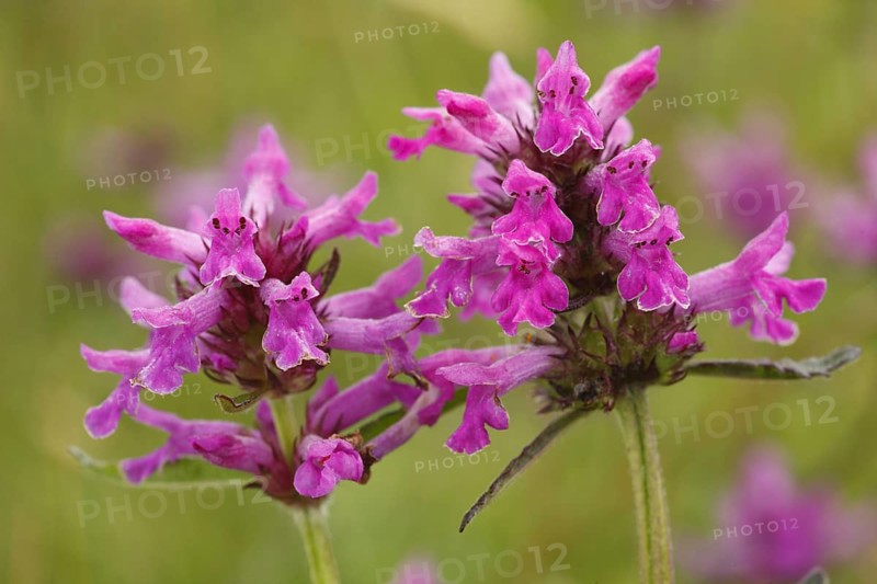 Betonica officinalis