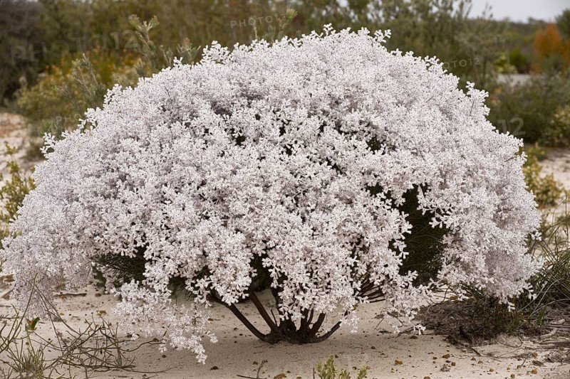 Lambswool Bush