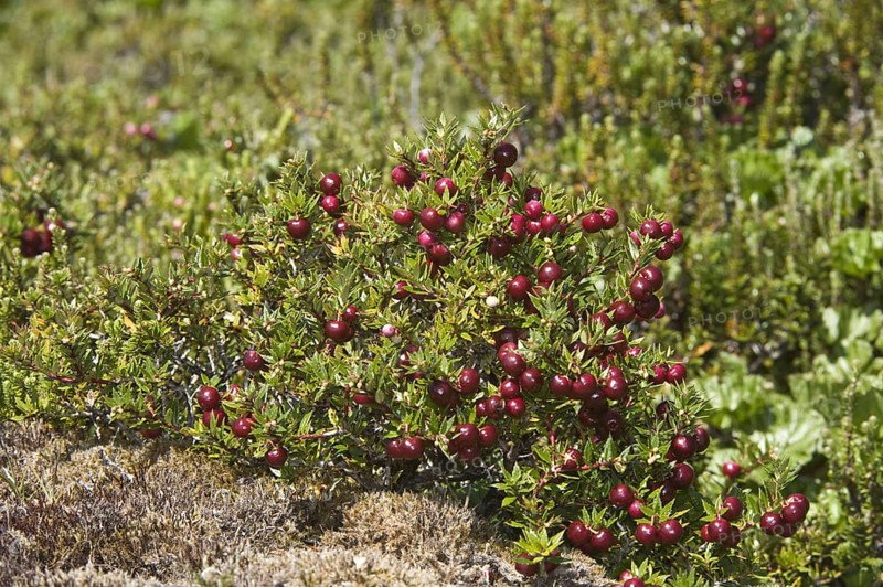Spiny heather