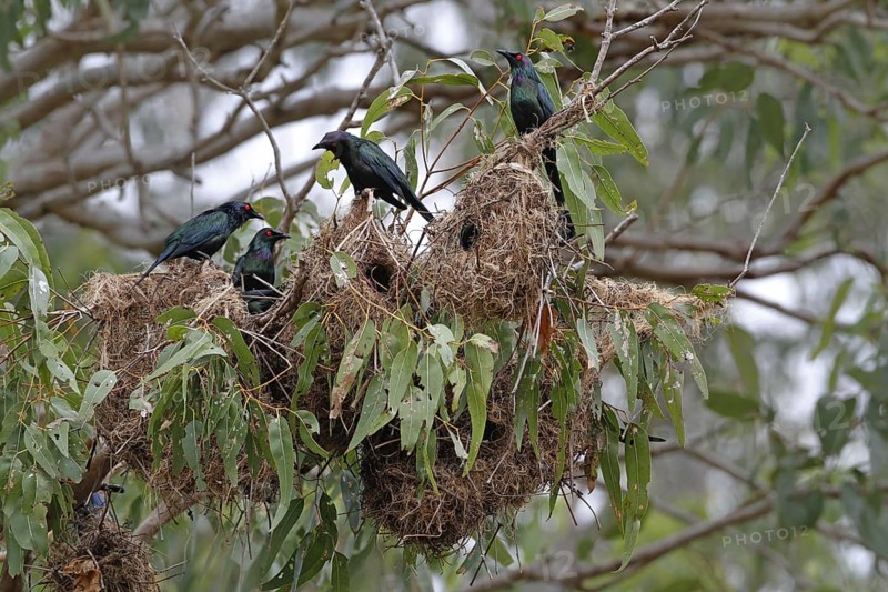Adult metallic starling