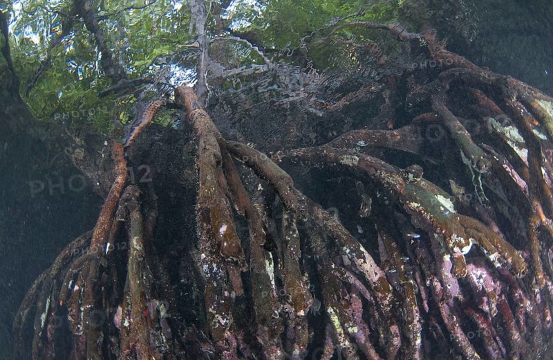 Mangrove