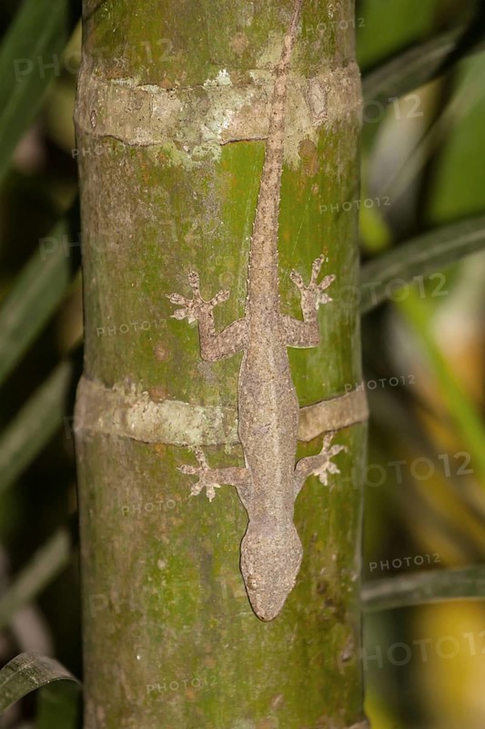 Indo-Pacific Gecko