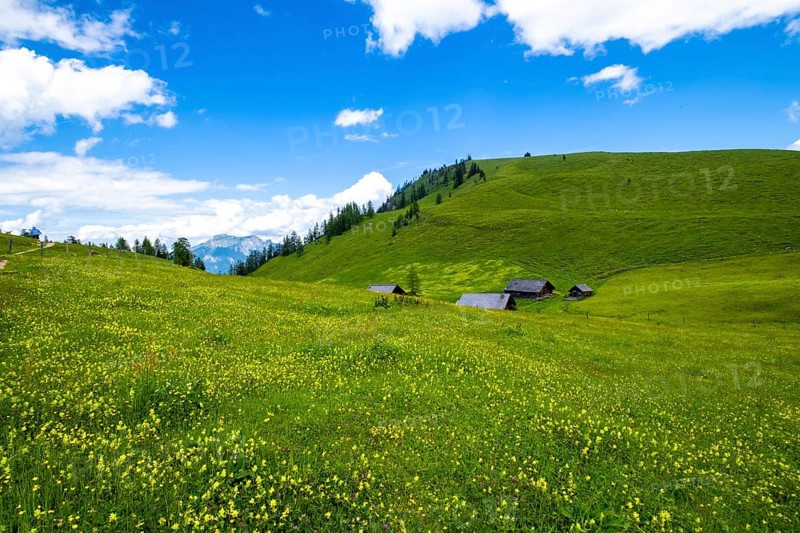 Flower meadow on the Postalm in the Salzkammergut