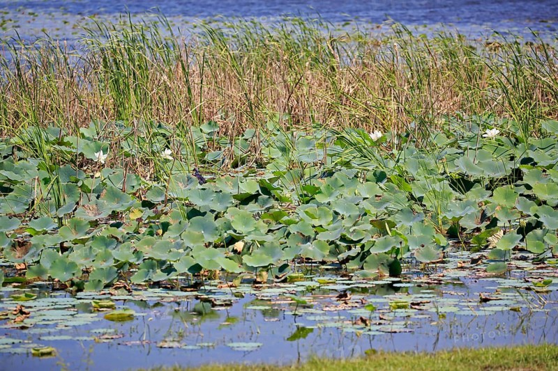 Indian lotus