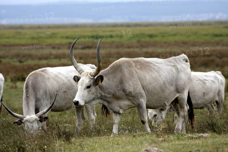 Hungarian grey cattle