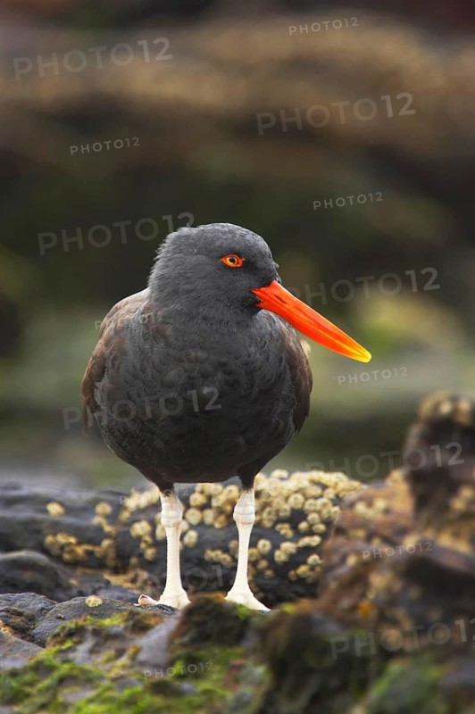 Blackish oystercatcher