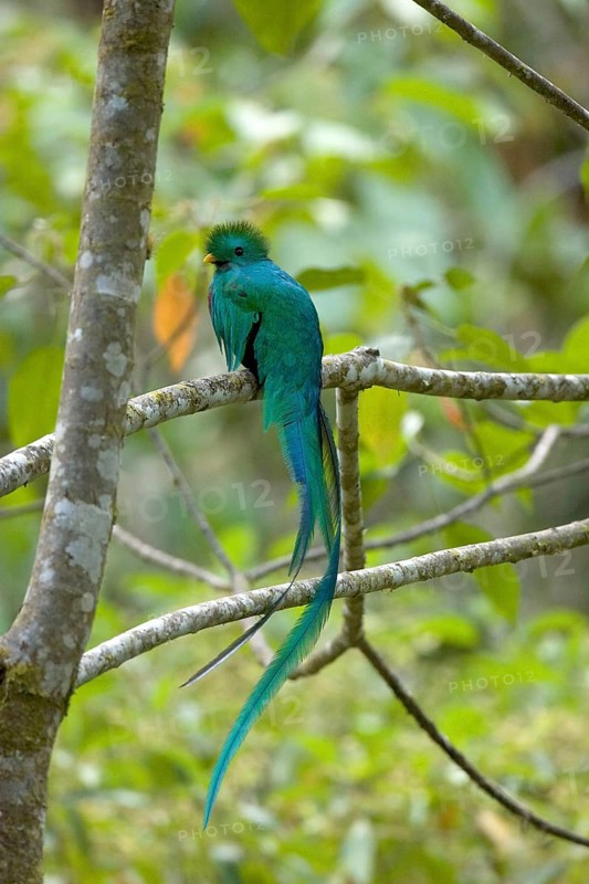 Quetzal