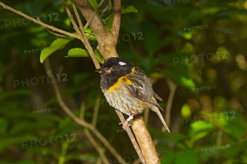 Stitchbird