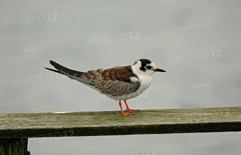 White-winged Black Tern