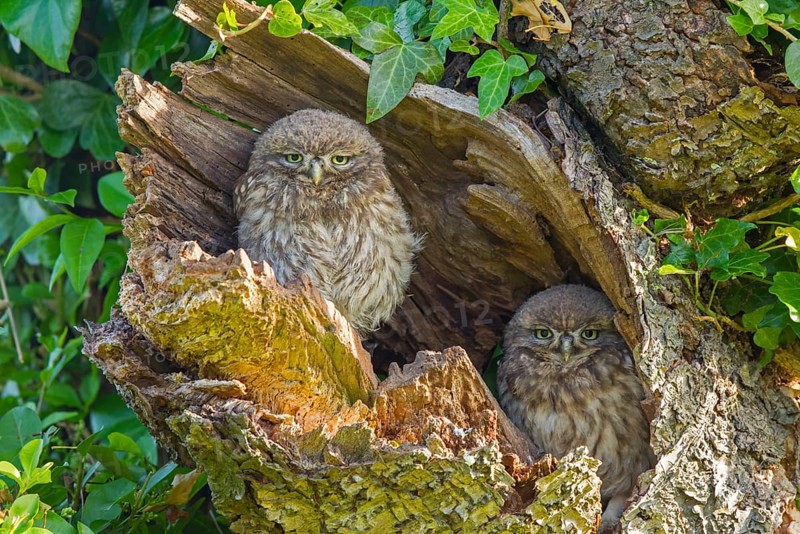 Little Owl