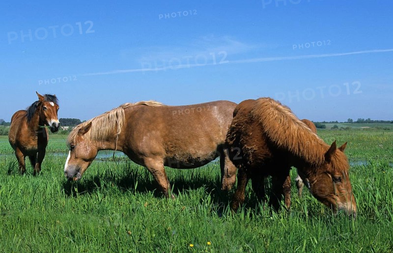Horse Sokolskie horse feeding in the Biebrza marshes