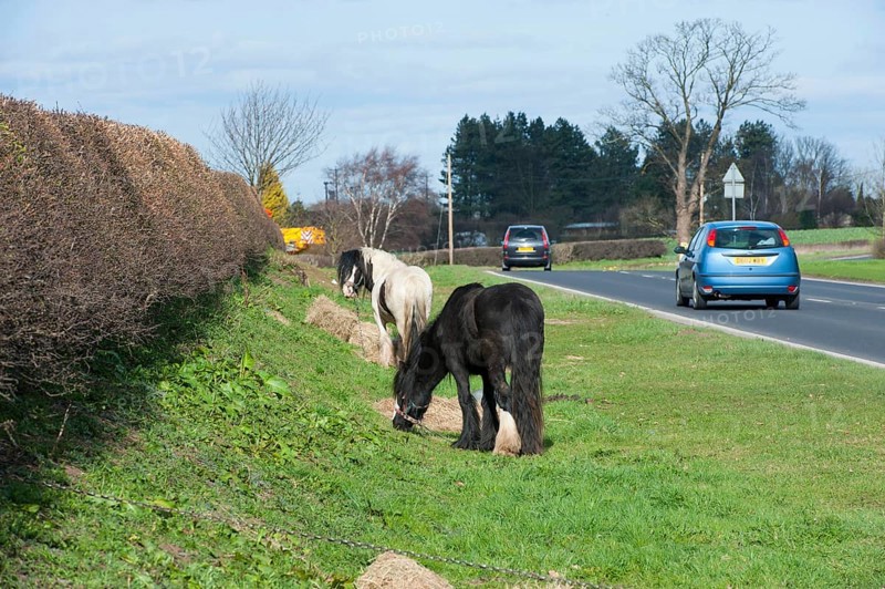 Irish Cob