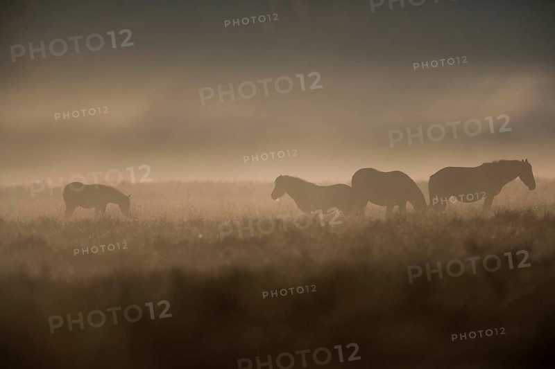 New Forest Pony