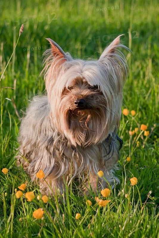 Pet dog